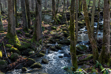 Mountains stream in the Great Smoky Mountains National Park