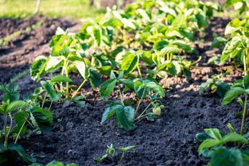 Strawberry seedlings not watered for a long time