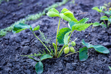 Strawberry seedlings not watered for a long time