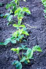 Strawberry seedlings not watered for a long time