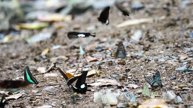 Group of butterflies puddling on the ground and flying in nature, Thailand Butterflies swarm eats minerals in Ban Krang Camp, Kaeng Krachan National Park at Thailand..