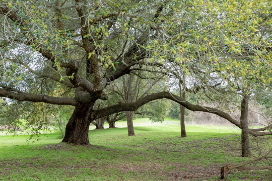 Beautiful live oak tree at the Washington on the Brazos State Historical Park, Texas