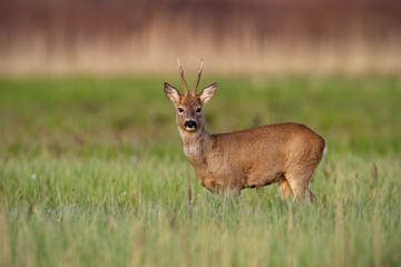 Naklejka na ściany i meble Surprised roe deer, capreolus capreolus, buck in winter coat in springtime standing on a green meadow and looking to camera. Wild animal in fresh green nature at sunrise.