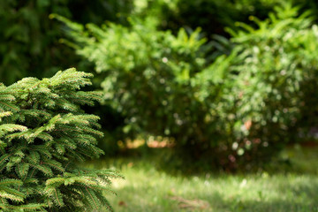 Green vegetation background.