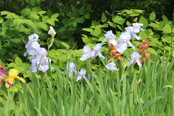 Fototapeta premium Multicolored irises bloom in the garden in spring