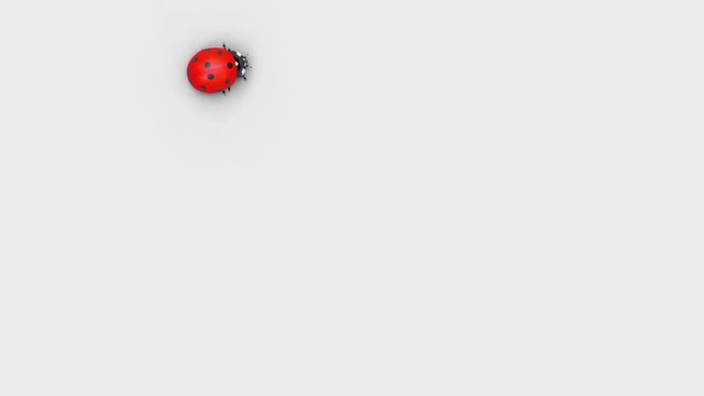 Ladybird is walking in a random path