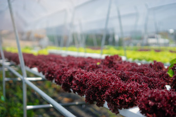 Salad in the greenhouse.
