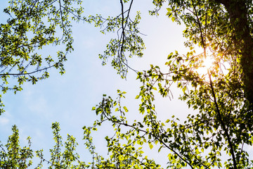 bright green tree crowns with young leaves in the warm sunshine against the blue sky, bottom-up view, colorful spring background for designers 