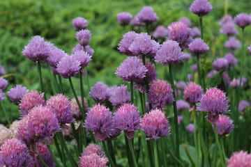 Lilac flowers bloom in the garden in spring