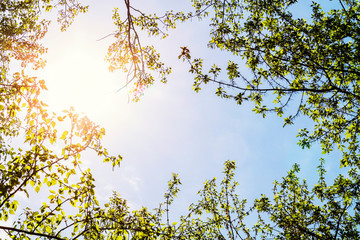 bright green tree crowns with young leaves in the warm sunshine against the blue sky, bottom-up view, colorful spring background for designers 