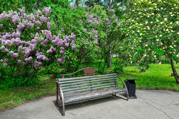 Bench under a flowering rowan tree and lilac in spring park
