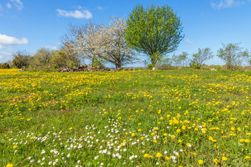 Obraz premium Blooming daisies and dandelions in the meadow