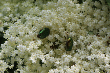 White flowers bloom on a elder bush in summer
