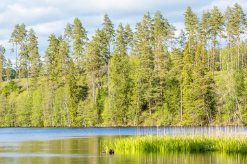Lake landscape with pine forest on the hill