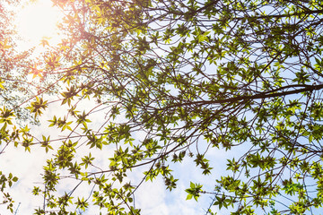 bright green tree crowns with young leaves in the warm sunshine against the blue sky, bottom-up view, colorful spring background for designers 
