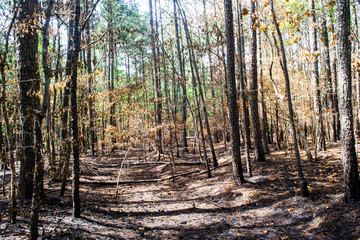 a charred section of forest after a controlled burn