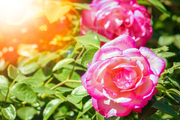 beautiful rose in a park on the nature background