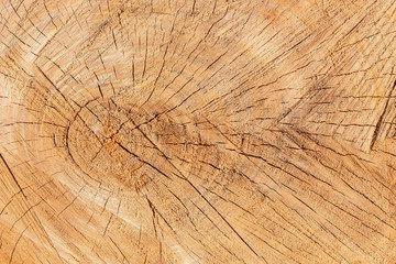 The texture of freshly cut wood. Annual rings and cracks in the old tree. Horizontal seamless wooden background. Texture in high resolution. Color image.