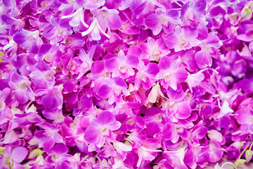 Fototapeta premium Blossom tropical background. Orchid flowers pattern.