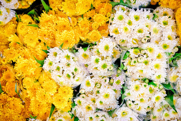 Colorful chrysanthemum flowers textured background.