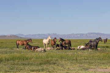 Naklejka na ściany i meble Herd of Wild Horses in the Utah Desert in Spring