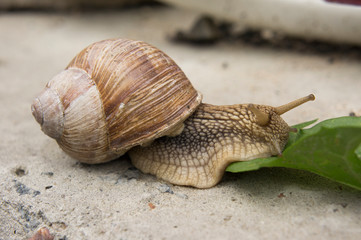 a snail on a stone surface is crawling to the green leaves