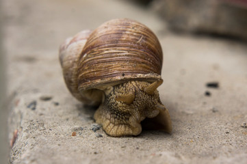 garden snail on a stone surface
