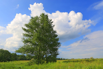 Fototapeta na wymiar tree on meadow