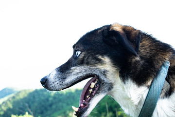 portrait of a husky mix rescue dog
