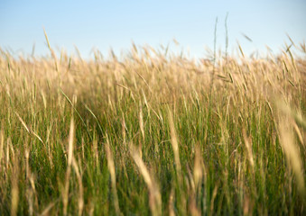 wild steppe on a summer day, Ukraine, Kherson region