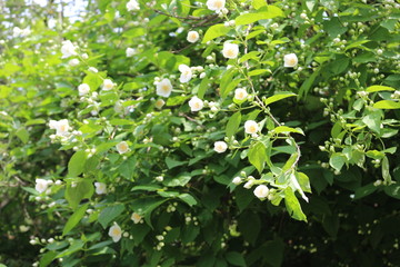  White flowers bloom on a jasmine bush in summer