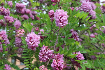  Pink acacia blooms in early summer. Her flowers are very fragrant and beautiful. 