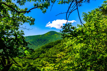 clearing through mountain flowers to a not so distant mountaintop