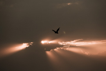 birds flying in the sky