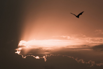 birds flying in the sky at sunset