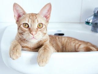 Fototapeta premium Orange tabby Cat looking to camera with beautiful and big yellow eyes and cat lying in sink