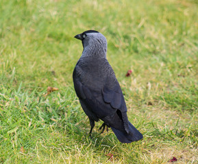 jackdaw