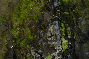 Image of sea stones covered with algae.