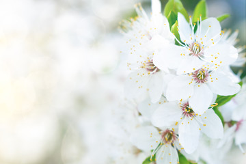 Fototapeta na wymiar Spring white flower background. Apricot, sweet cherry Blossom tree, white sakura flowers and green leaves on bokeh background