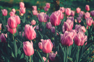 Flower bed pink tulips with sunlight in public park. Colorful tulips in the flower garden, arboretum. Flower bed in spring park