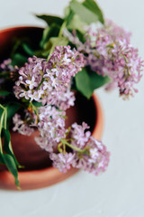 branches of blossoming lilac on a light background