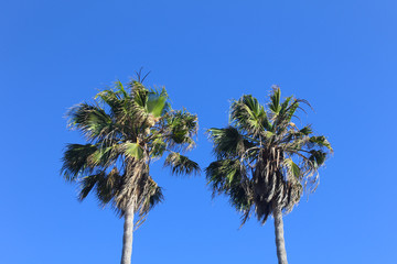 Obraz premium palmeras