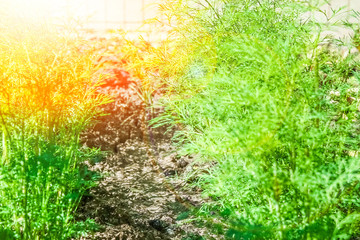 Fototapeta premium Beautiful green bed in a park on the nature background