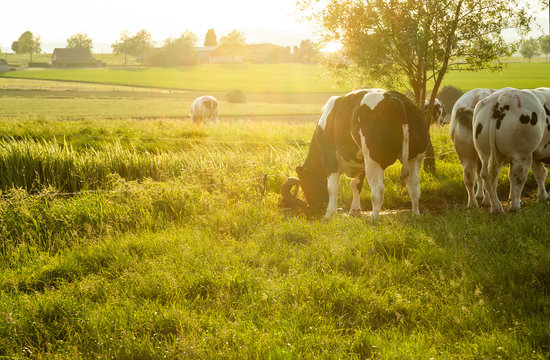 Herd of belgian blue cows graze on the open green meadows at sunset.