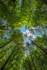 green spring forest