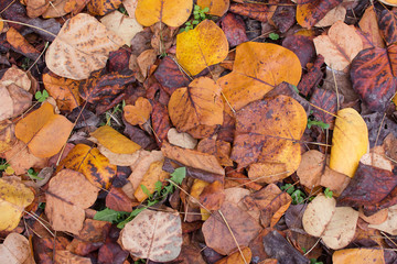 PILE OF ORANGE MULTI COLORED AUTUMN LEAVES ON GROUND. AUTUMN BACKGROUNDS.