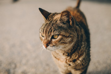 yard cat walking on the beach