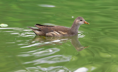 A little black water chicken swimming in the lake