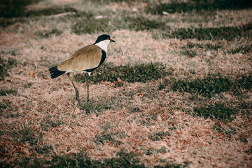 Obraz na płótnie Canvas Heron walks on the grass