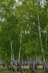 birch forest in spring, tree trunks, background 